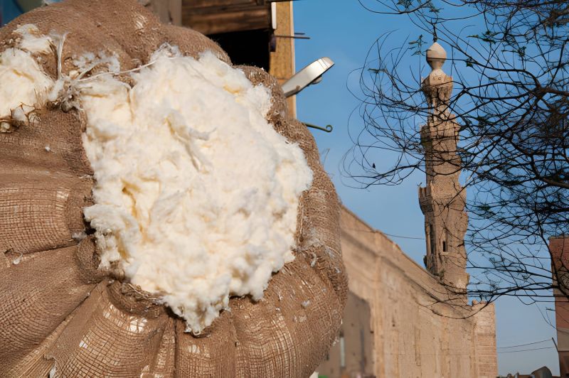Why The Egyptian Cotton Is The Best?