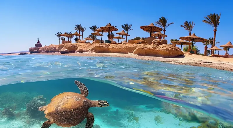 https://travistatours.com/files/large/Marsa Alam